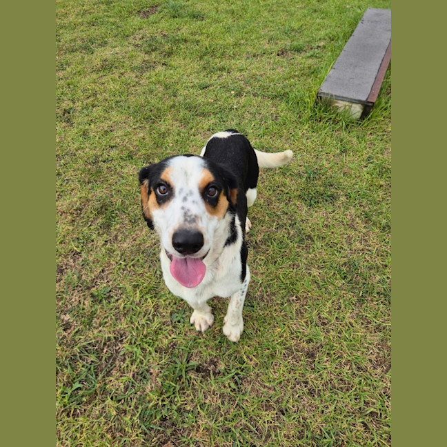 Photo of Hank (68992)