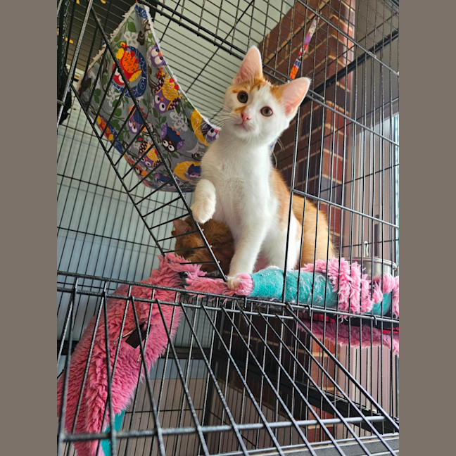 Photo of Fish Fingers