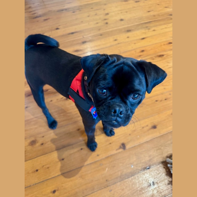 Photo of Archie   1 Year Old Pugalier