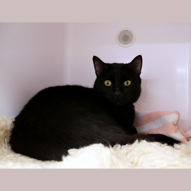 Photo of Oreo Sua013014