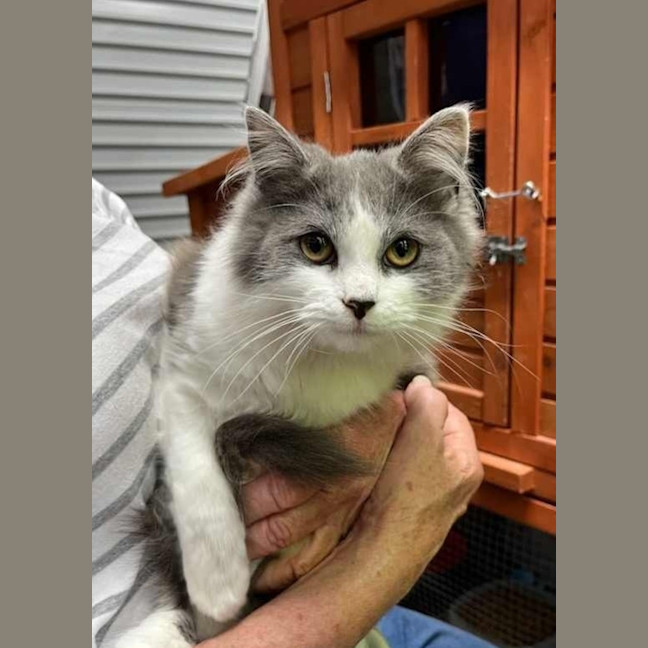 Photo of Tootsie Roll