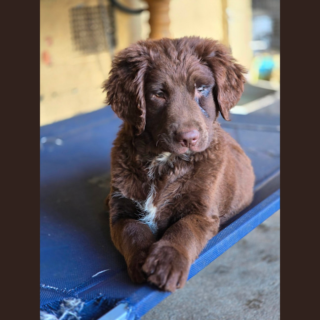 Photo of Duke Ellington 