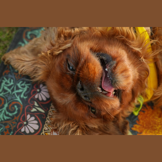 Photo of Muppet