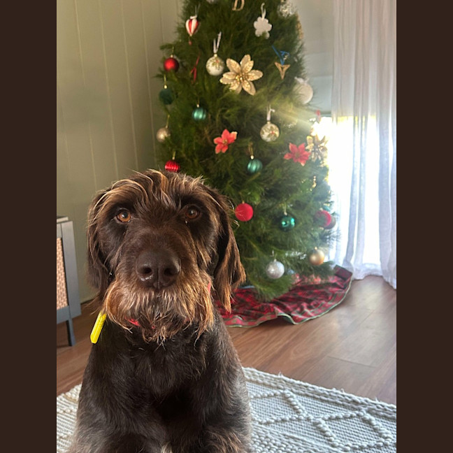 Photo of Teddy