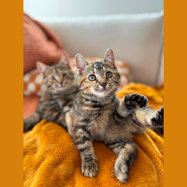 Photo of Tulip
