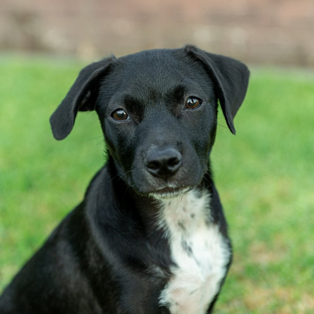 Photo of Dova