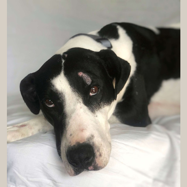 Photo of Koda