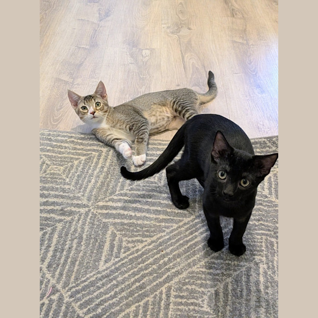 Photo of Blossom   In Foster Care In Glenroy