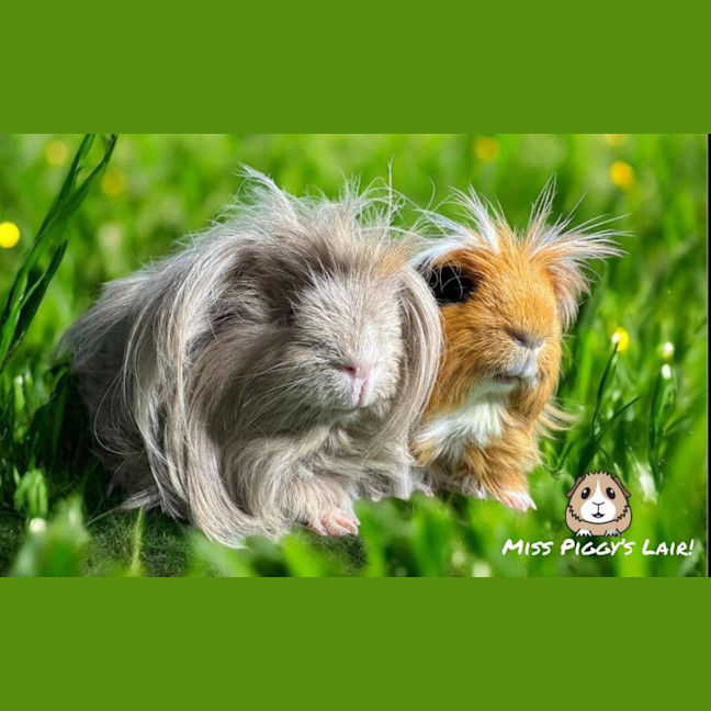 Photo of Dusty & Rusty