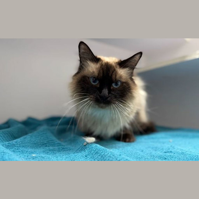 Photo of Peanut