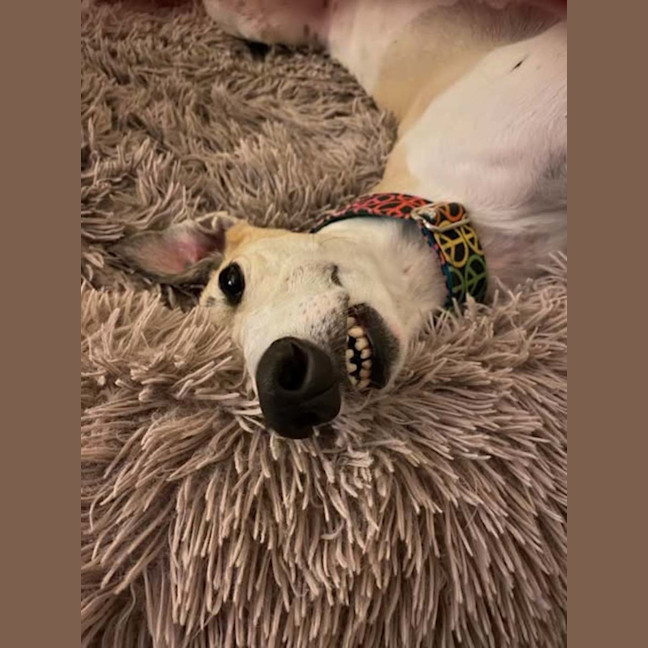 Photo of Ella, The Greyhound