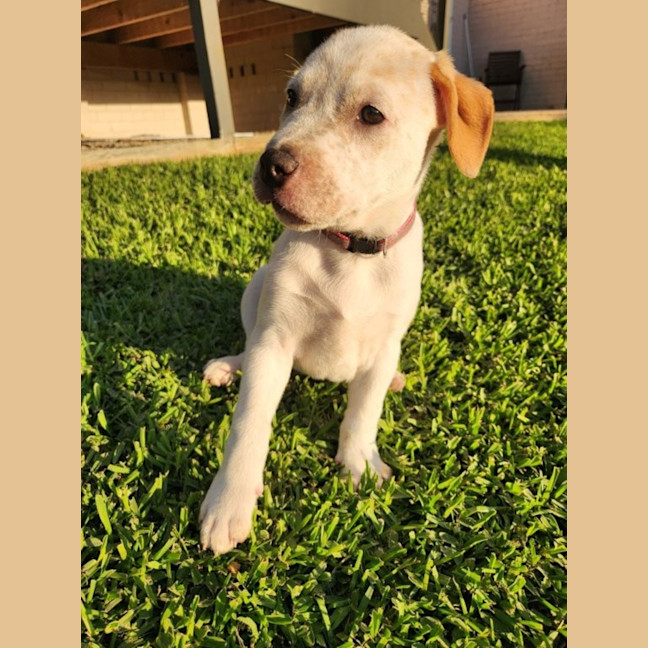 Photo of Nala   8 Week Old Cattle Dog X