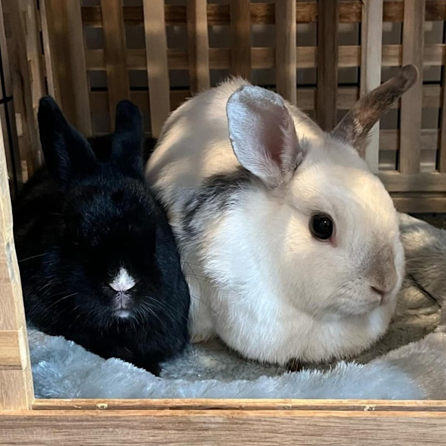 Photo of Kira (W Luke Skyhopper)