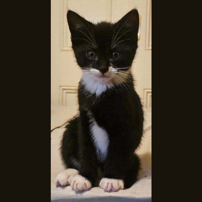 Photo of Darcy *9 Lives Project Rescue*