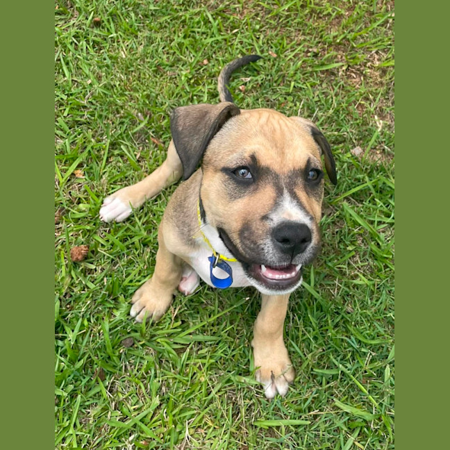 Photo of Pip   11 Week Old Kelpie X