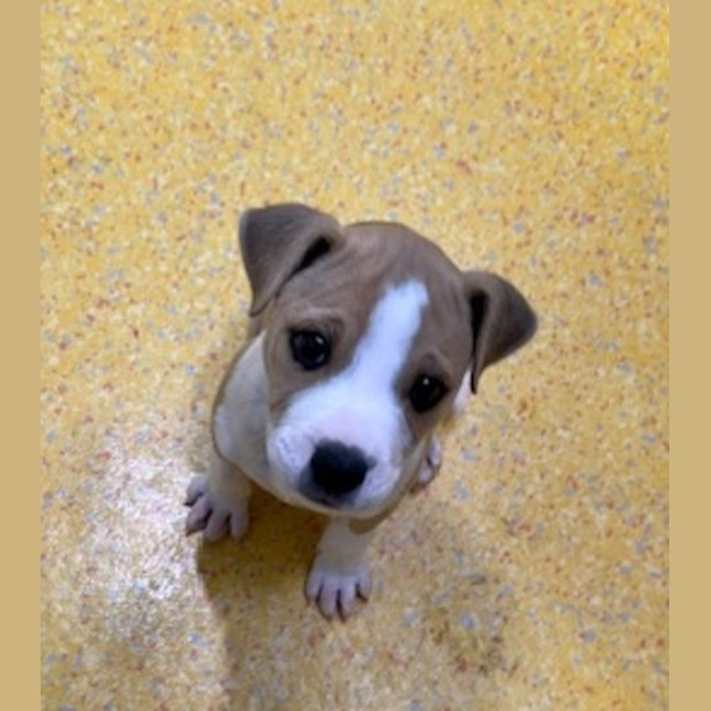 Photo of Whiskey