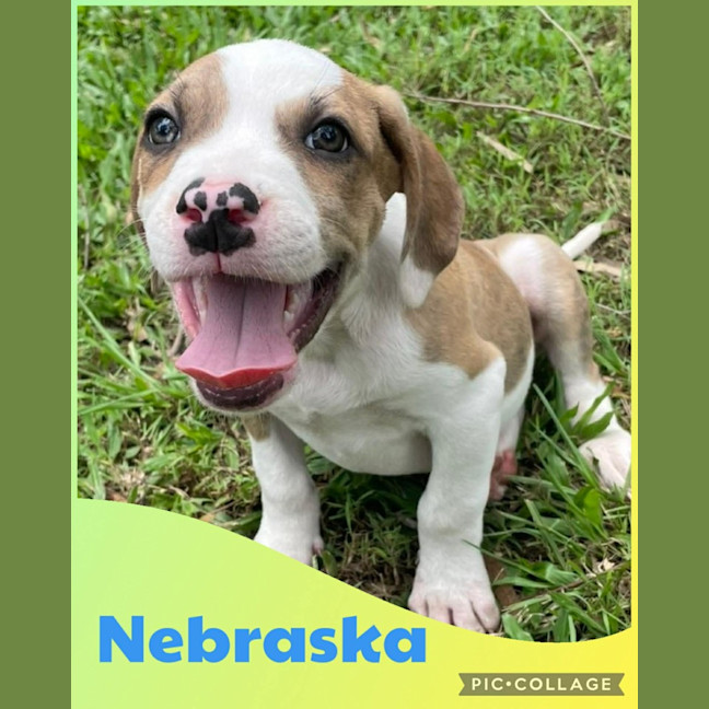 Photo of Nebraska