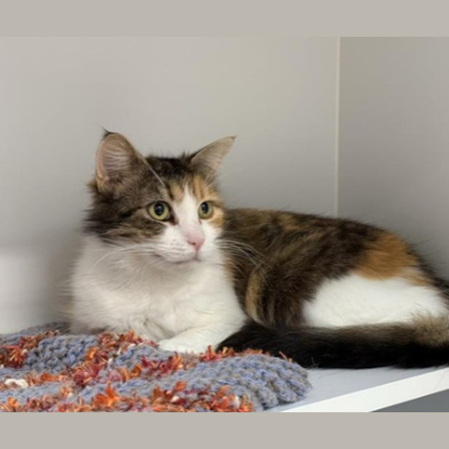 Photo of Pepper