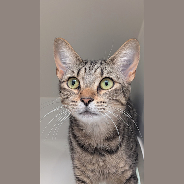 Photo of Olive