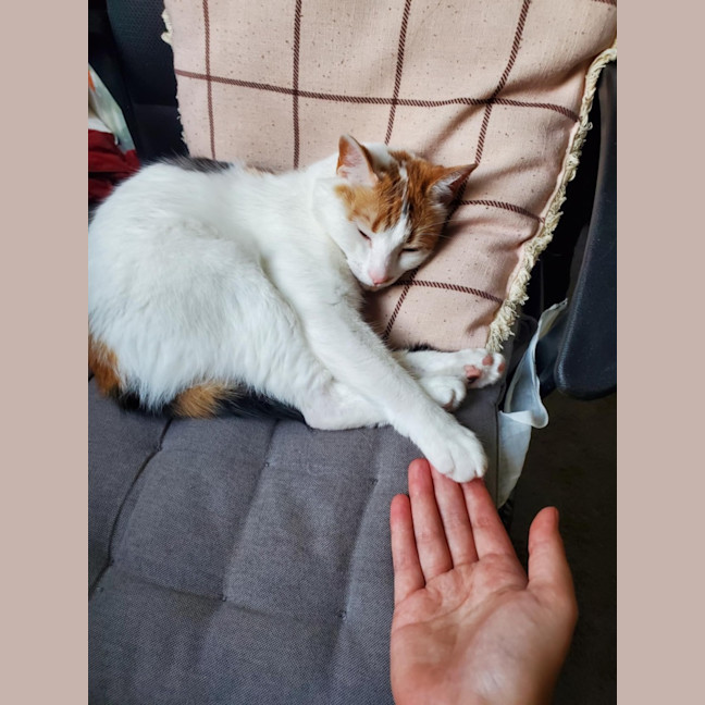 Photo of Hetty   Located In Coburg