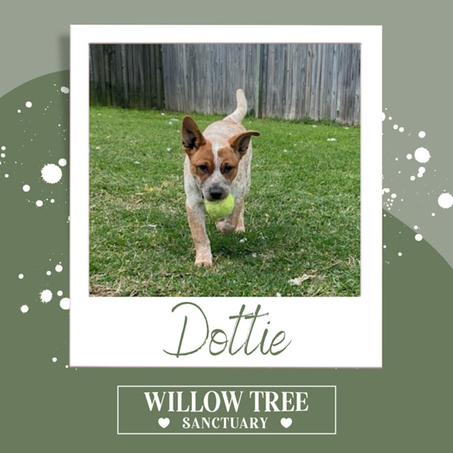 Photo of Dottie