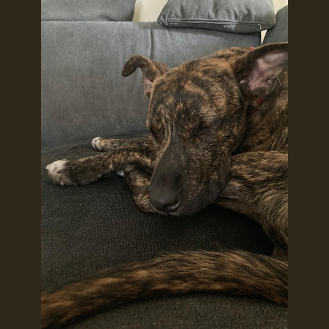 Photo of Dapper   7 Month Old Staffy X