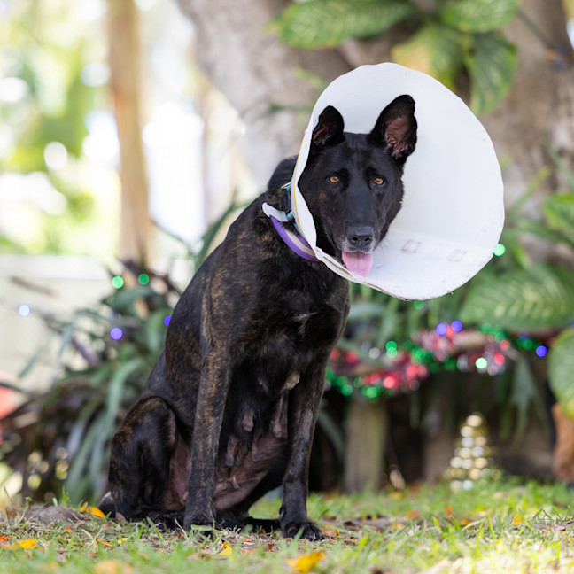 Photo of Dusty (Previously Dragon)