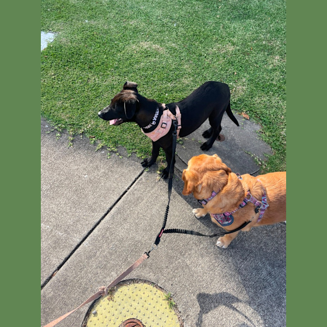 Photo of Toto   5 Month Old German Shepherd X