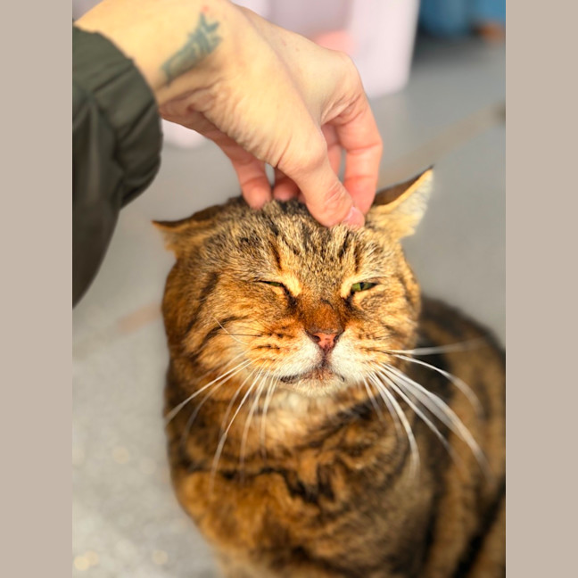 Photo of Charlie Boy
