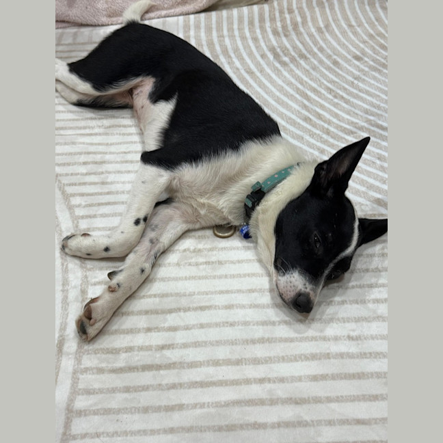 Photo of Pippa   1 Year Old Cattle Dog X