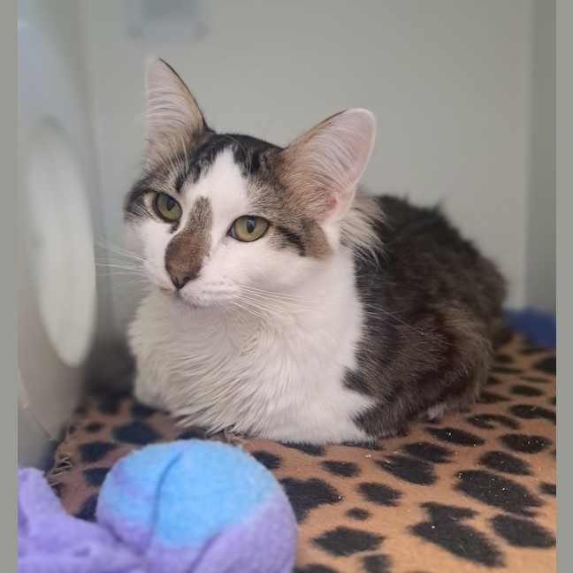 Photo of Django