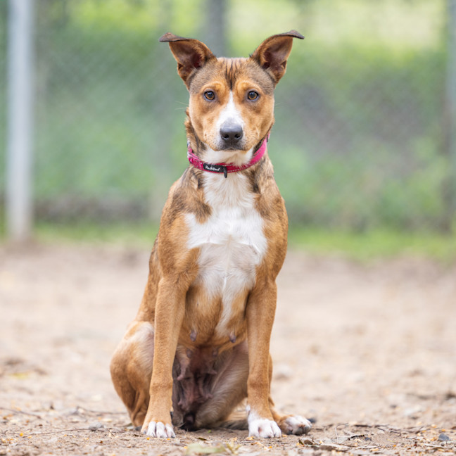 Photo of Honey