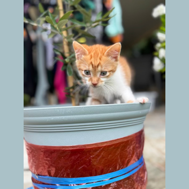 Photo of Alex And Scarlett   9 Week Old Domestic Shorthairs