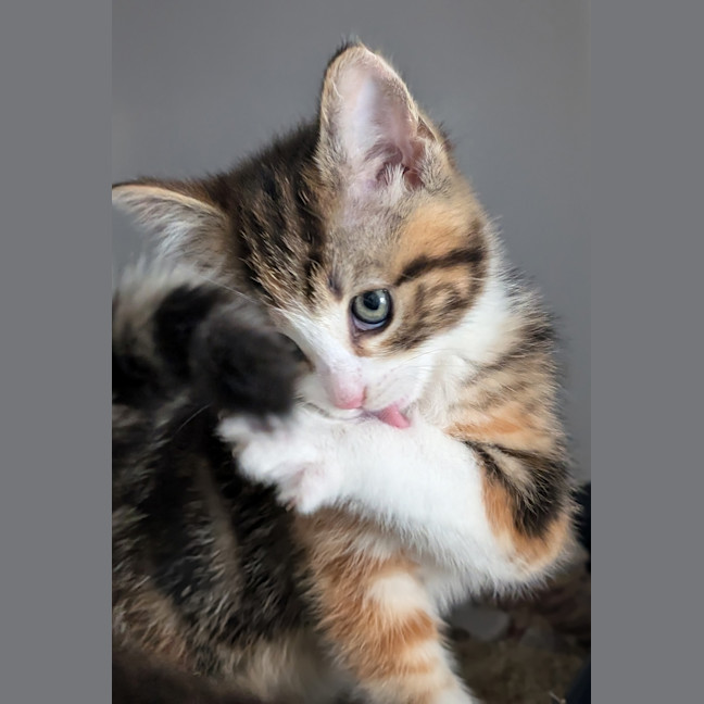 Photo of Betty Rubble