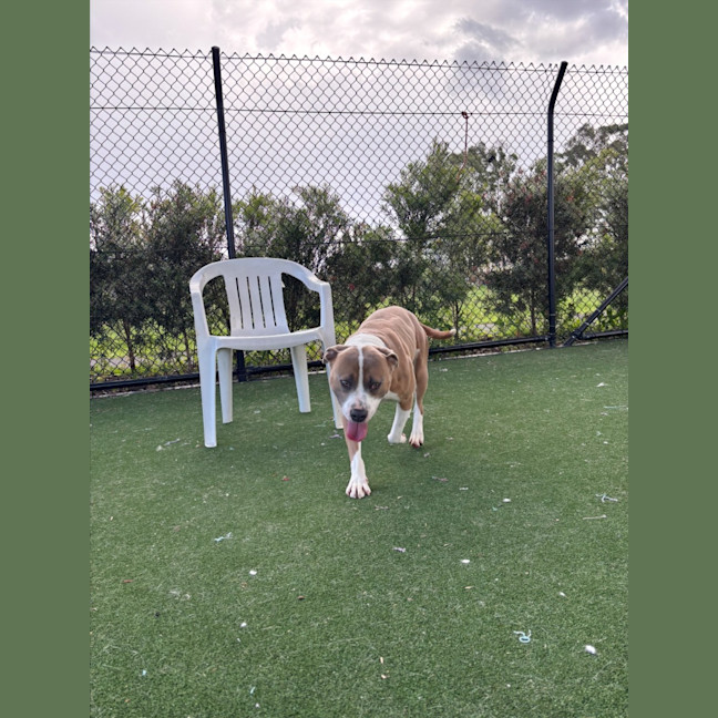 Photo of Ace Imp 1966