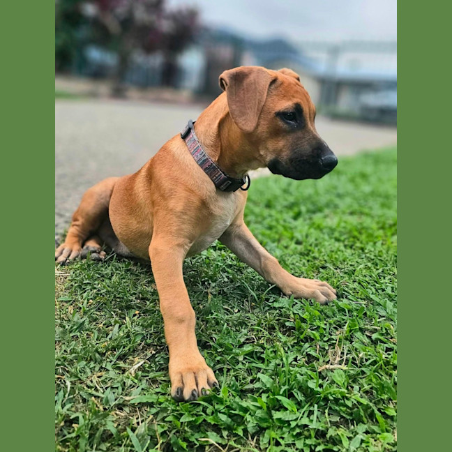 Photo of Dempsey