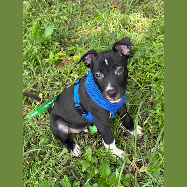 Photo of Bodhi
