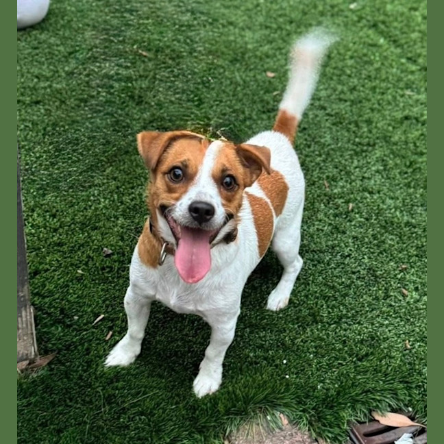 Photo of Fliper