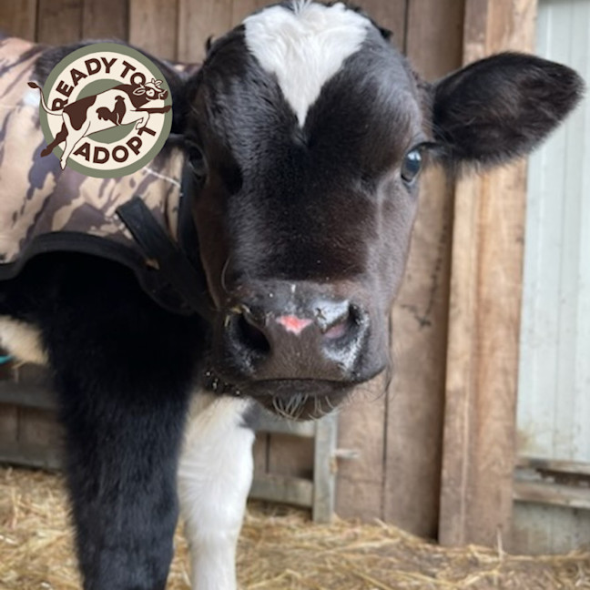 Photo of Milton & Simba