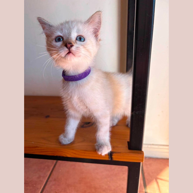 Photo of Penny