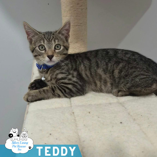 Photo of Teddy