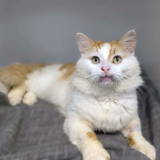 Photo of Samson