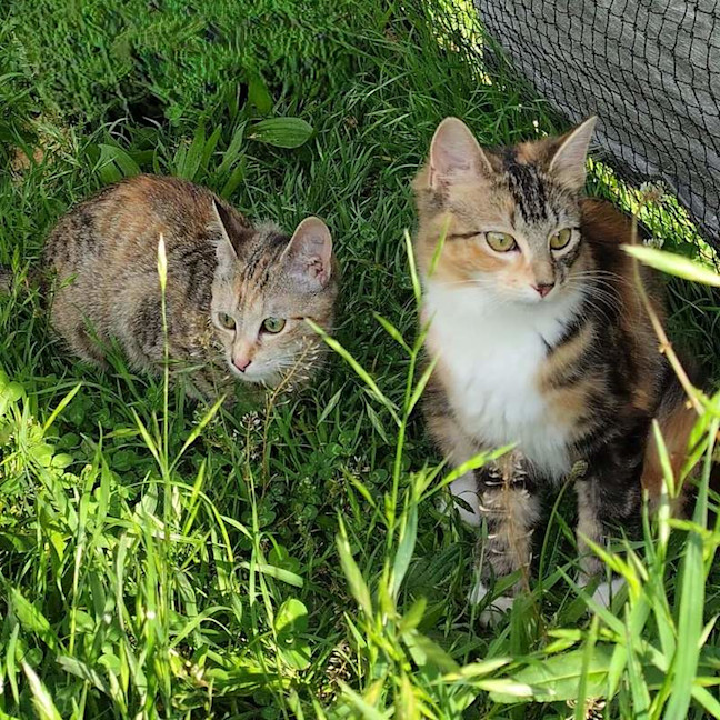 Photo of Henrietta