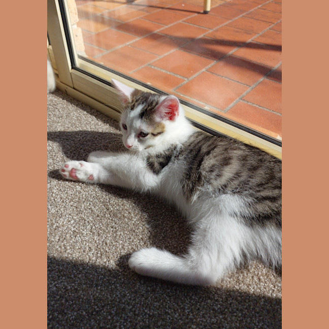 Photo of Frankie