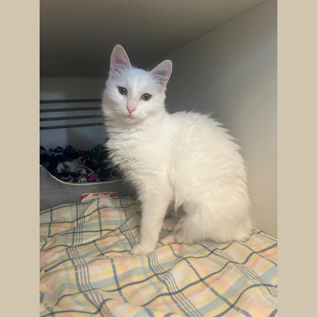 Photo of Knickerbocker Glory