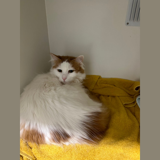 Photo of Luna 