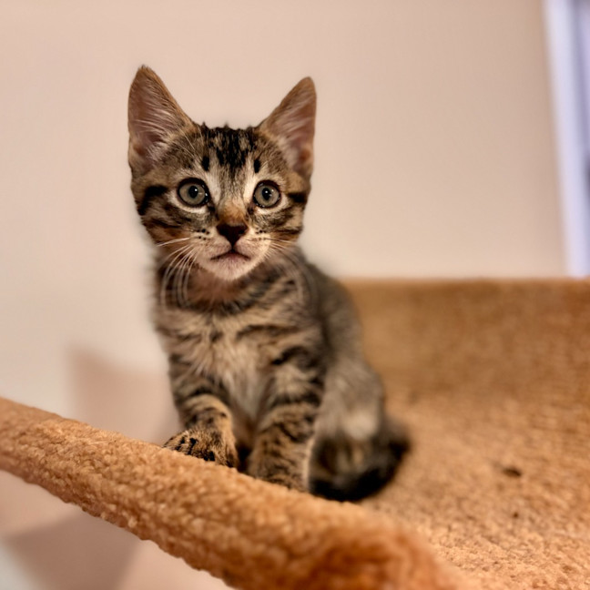 Photo of Ziggy Stardust