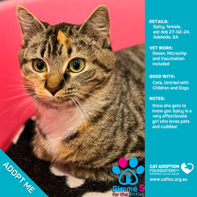 Photo of Spicy Just $50 Limited Time!