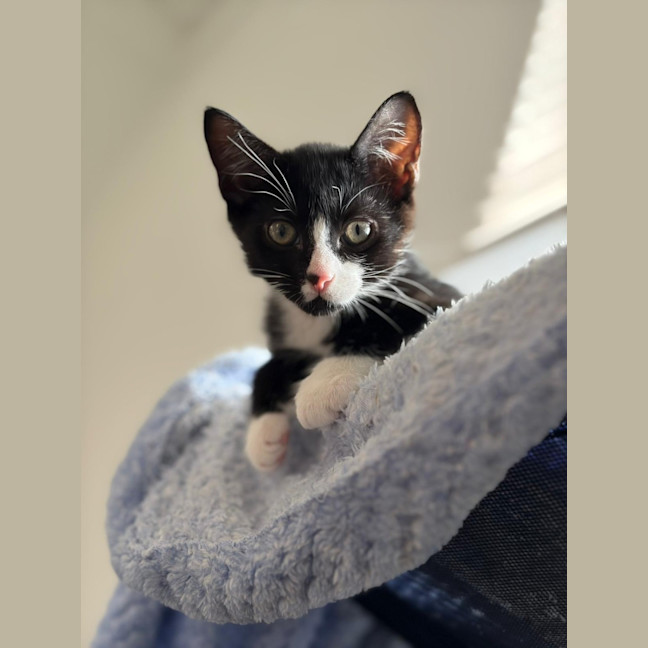 Photo of 🤍 Momo 🖤