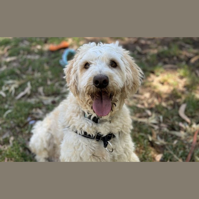 Photo of Benji